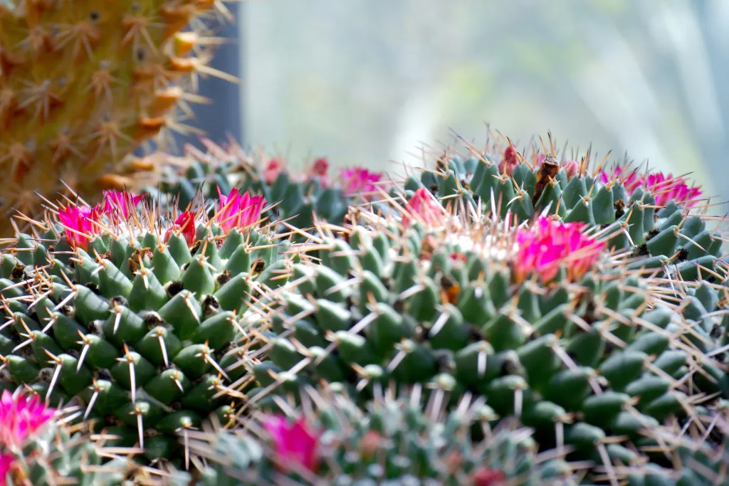Cacti and Their Resilience