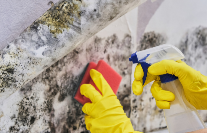 Moisture Matters: Delving into Mold Damage Causes